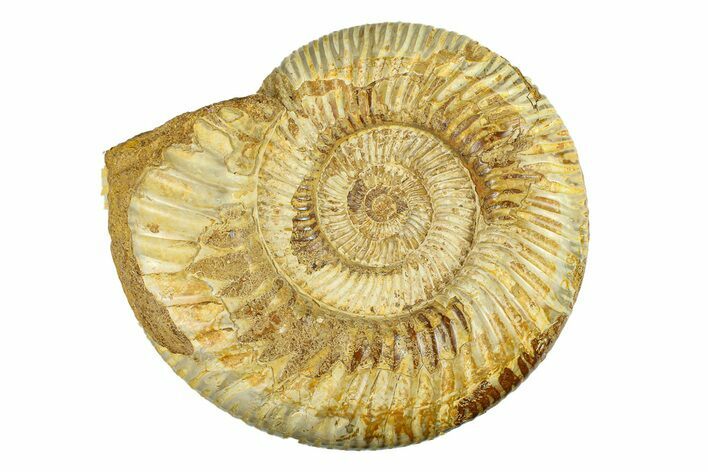 Polished Jurassic Ammonite (Kranosphinctes) - Madagascar #293941